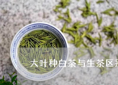 大叶种白茶与生茶区别/2023092863927