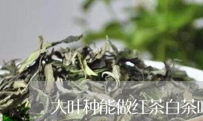 大叶种能做红茶白茶吗/2023092870515