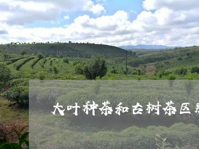 大叶种茶和古树茶区别/2023071632504