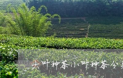 大叶种茶小叶种茶分类/2023071552027