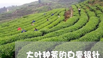 大叶种茶的白毫银针/2023120681493