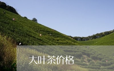 大叶茶价格/2023122015716