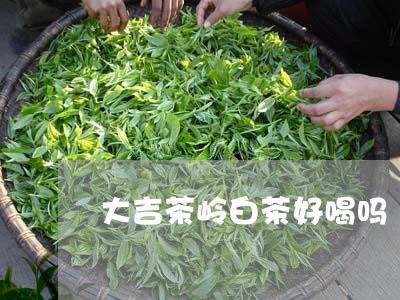 大吉茶岭白茶好喝吗/2023121896048