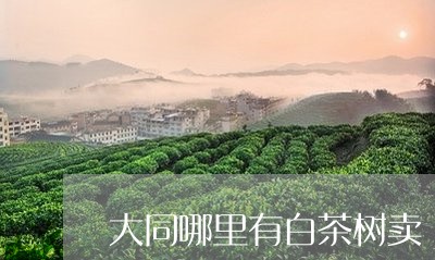 大同哪里有白茶树卖/2023121818169