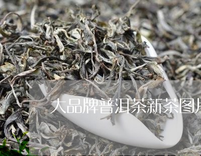 大品牌普洱茶新茶图片/2023082725150