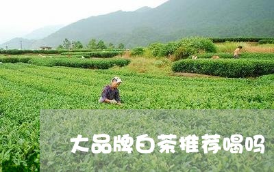 大品牌白茶推荐喝吗/2023121879503