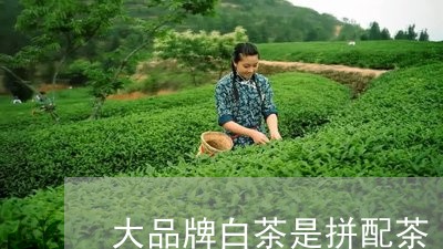 大品牌白茶是拼配茶/2023071661681