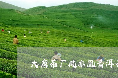 大唐茶厂凤亦凰普洱茶/2023062017156