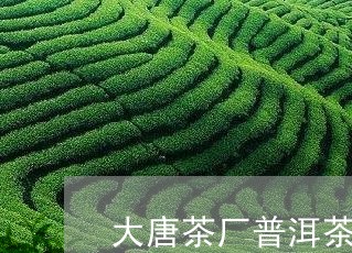 大唐茶厂普洱茶价格表/2023062310380