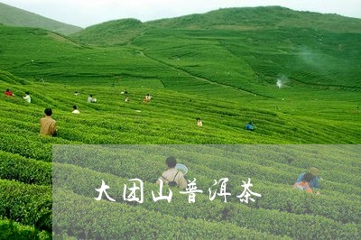 大团山普洱茶/2023042824740