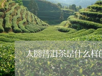 大圆普洱茶是什么样的/2023062061584