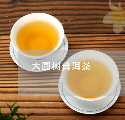 大圆树普洱茶/2023042656223