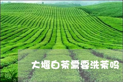 大堰白茶需要洗茶吗/2023121877250