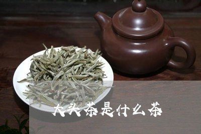 大头茶是什么茶/2023042971849