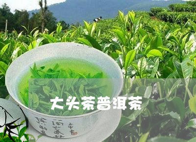 大头茶普洱茶/2023042873545