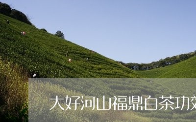 大好河山福鼎白茶功效/2023092852039