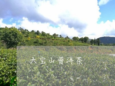 大宝山普洱茶/2023042992570