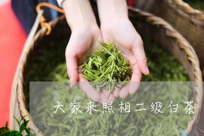 大家来照相二级白茶/2023081343726