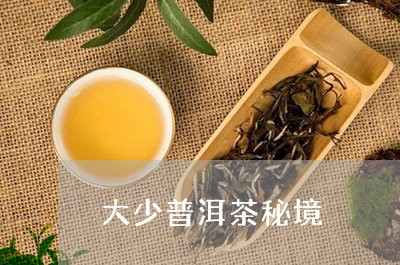 大少普洱茶秘境/2023110372849