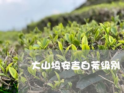 大山坞安吉白茶级别/2023081382624