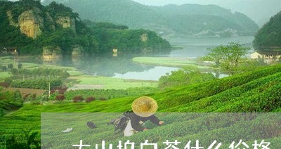 大山坞白茶什么价格/2023071641625