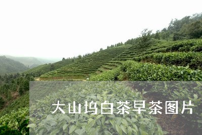 大山坞白茶早茶图片/2023071617351