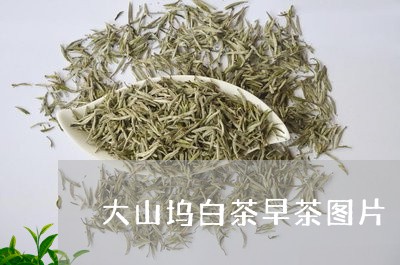 大山坞白茶早茶图片/2023081348470