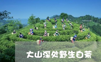 大山深处野生白茶/2023061786281