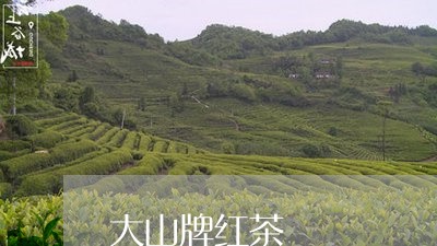 大山牌红茶/2023090260615