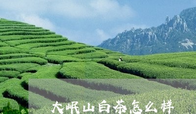 大岷山白茶怎么样/2023061738401