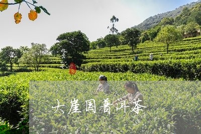 大崖国普洱茶/2023042523558