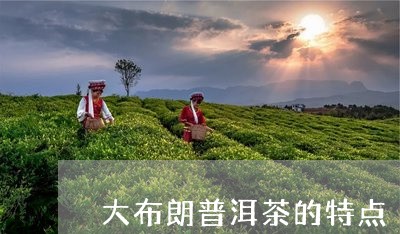 大布朗普洱茶的特点/2023071098462