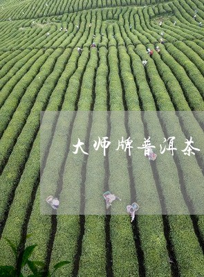 大师牌普洱茶/2023042717788