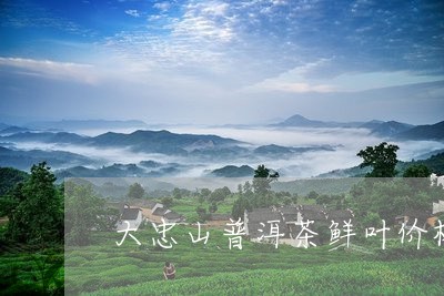 大忠山普洱茶鲜叶价格查询/2023082946069