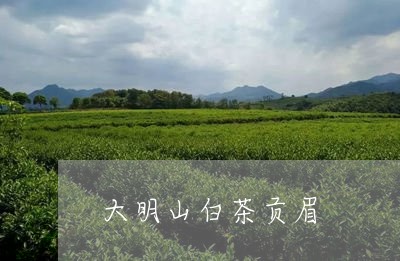 大明山白茶贡眉/2023112559503