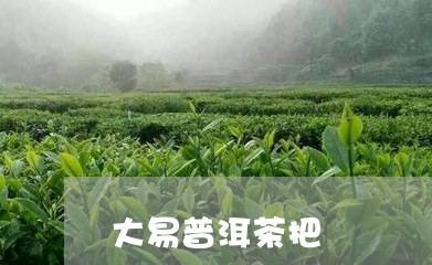 大易普洱茶把/2023091172815