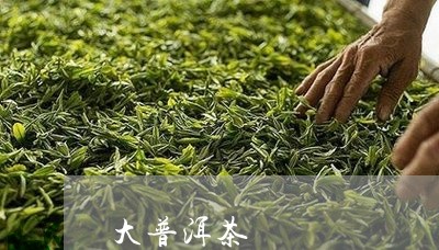 大普洱茶/2023083198282