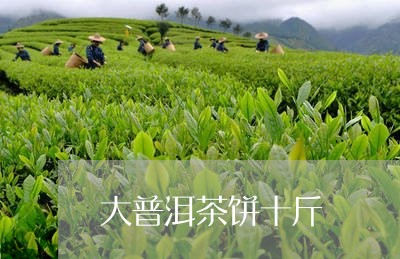 大普洱茶饼十斤/2023101609482