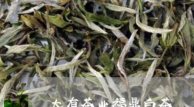 大有茶业福鼎白茶/2023082637261