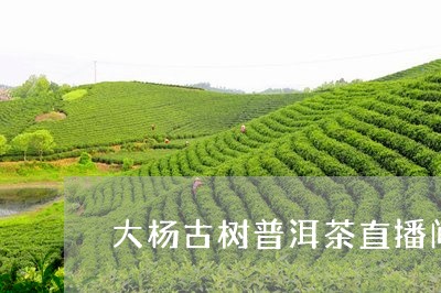 大杨古树普洱茶直播间/2023062942624