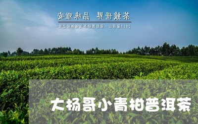 大杨哥小青柑普洱茶/2023112460514