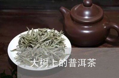 大树上的普洱茶/2023102692605