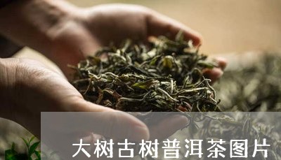 大树古树普洱茶图片/2023120558182