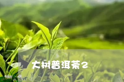 大树普洱茶2/2023042662892