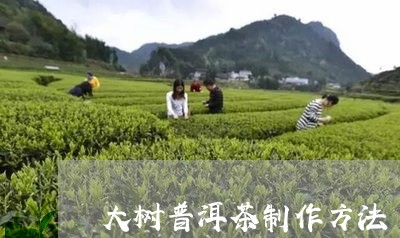 大树普洱茶制作方法/2023110580624