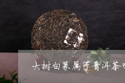 大树白菜属于普洱茶吗为什么/2023110575736