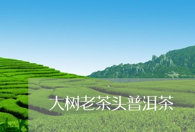 大树老茶头普洱茶/2023120425068