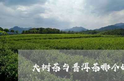 大树茶与普洱茶哪个好一点/2023082559403