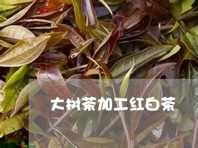 大树茶加工红白茶/2023061632947