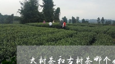 大树茶和古树茶哪个好/2023092177682